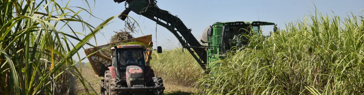 Sugar Research Foundation