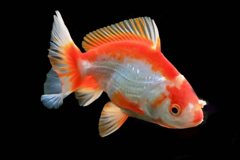 Goldfish Remember Everything — We're the Ones With Bad Memory
